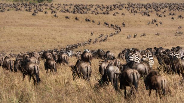 Kenya image: Maasai Mara 1