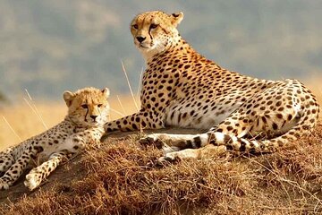 Kenya image: Maasai Mara 5